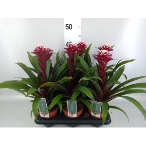 Guzmania  'Francesca'