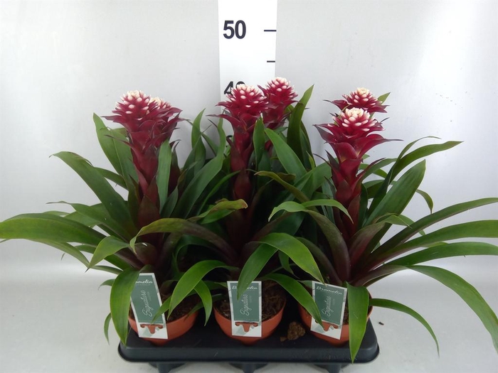 <h4>Guzmania  'Francesca'</h4>