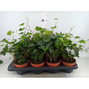 Hedera hibernica