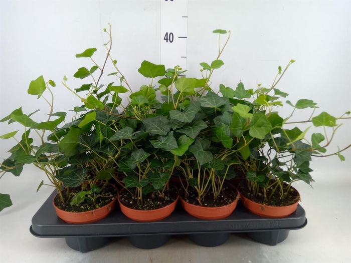 <h4>Hedera hibernica</h4>
