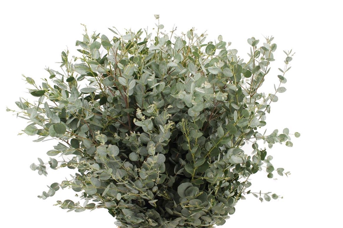 <h4>Euca Gunni 300</h4>