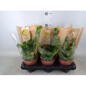 Peperomia tetraphylla 'Hope'