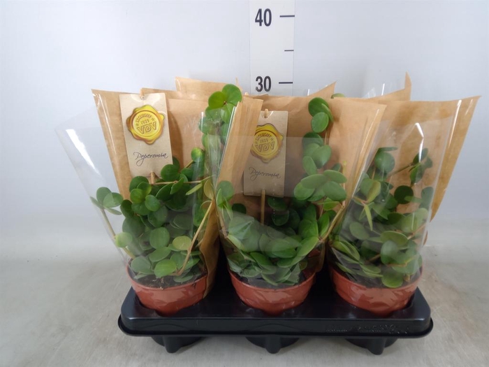 <h4>Peperomia tetraphylla 'Hope'</h4>