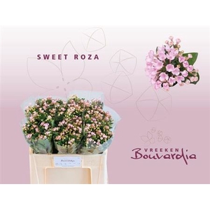 BOU EN SWEET ROZA