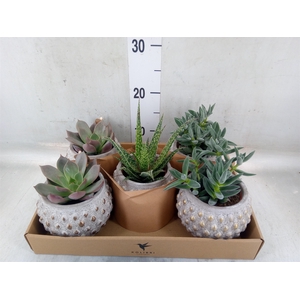 Succulents   ...mix 3