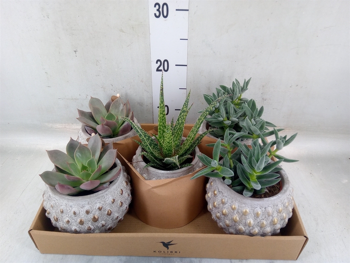 <h4>Succulents   ...mix 3</h4>