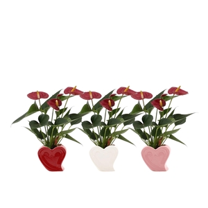Anthurium 7 cm Diamond Red in Nice ceramics