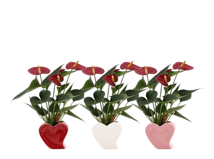 <h4>Anthurium 7 cm Diamond Red in Nice ceramics</h4>