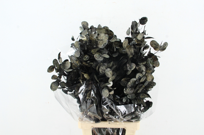 <h4>DF Lunaria Bs Black</h4>