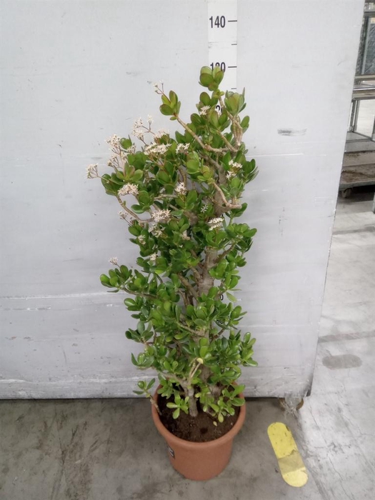 <h4>Crassula ovata</h4>