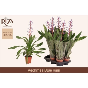 AECH BLUE RAIN