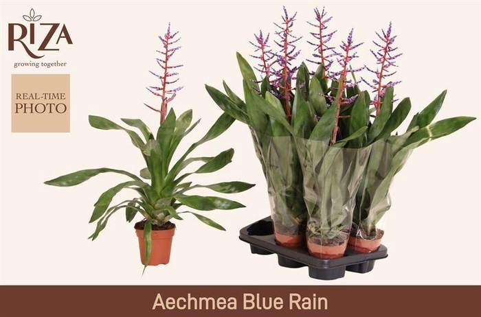 <h4>AECH BLUE RAIN</h4>