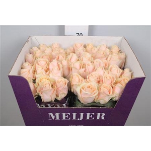 R Gr Pearl Avalanch+