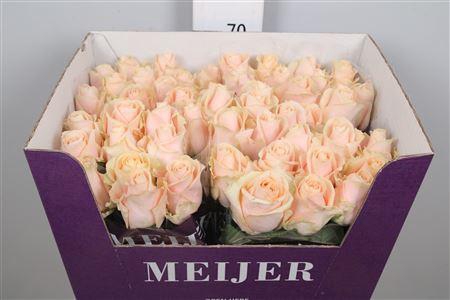 <h4>R Gr Pearl Avalanch+</h4>