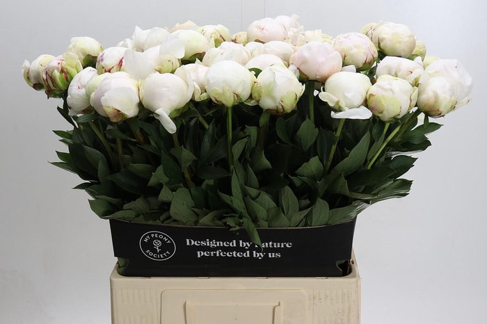 <h4>Paeonia Odille XXL</h4>