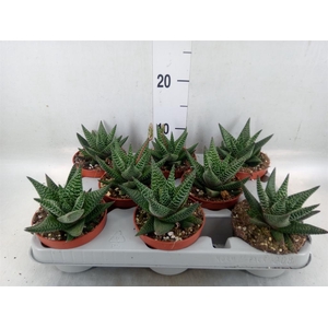 xGasterhaworthia  'Royal Highness'