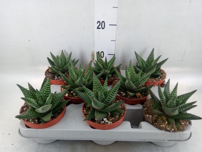 <h4>xGasterhaworthia  'Royal Highness'</h4>