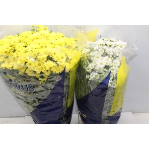 CRISANTEMO BOLA BELGA P20