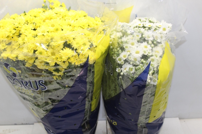 <h4>CRISANTEMO BOLA BELGA P20</h4>