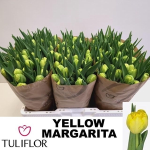 TU DU YELLO MARGARIT
