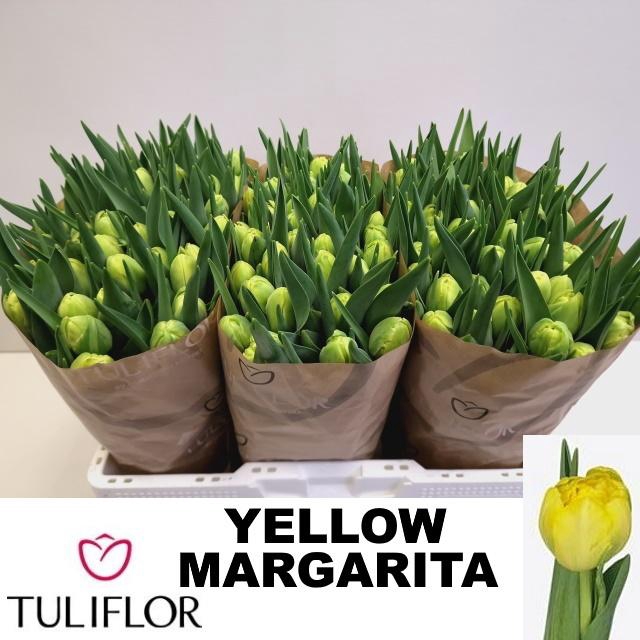<h4>TU DU YELLO MARGARIT</h4>