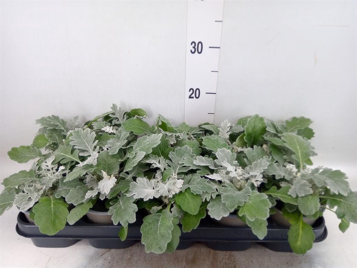 <h4>Jacobaea maritima</h4>