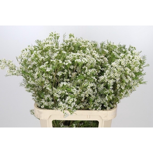 Chamelaucium Grace