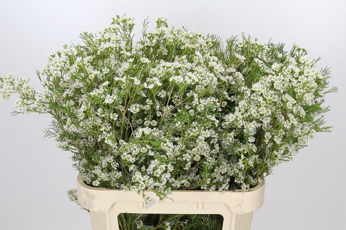 <h4>Chamelaucium Grace</h4>