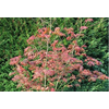 Acer palmatum