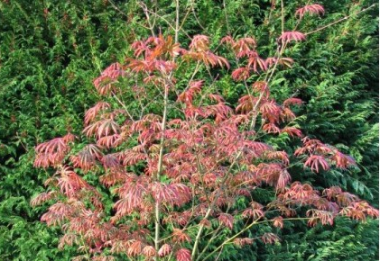 Acer palmatum