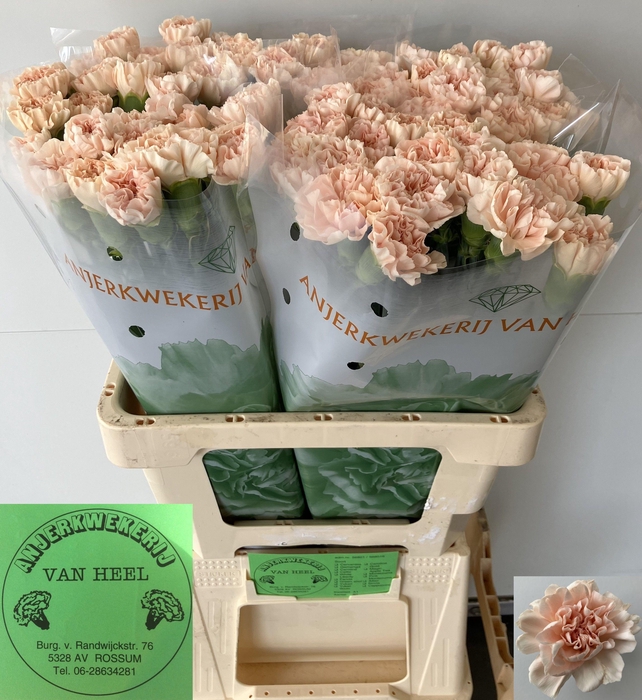 <h4>DI ST NOVIADO</h4>