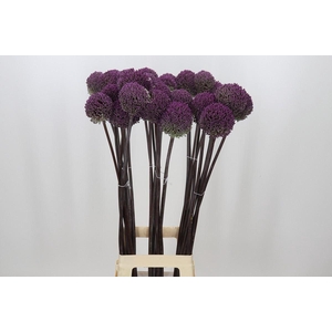 Allium  'Summer Drummer'