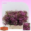 Chamelaucium Giselle