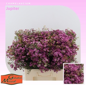 Chamelaucium Jupiter
