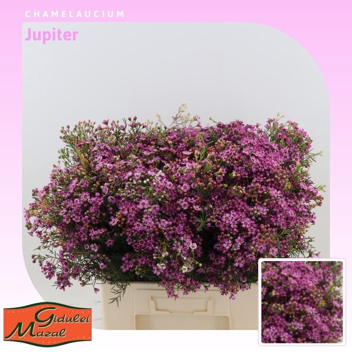 Chamelaucium Jupiter