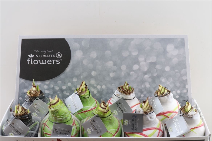 <h4>Wax Hipp Art Van Gogh Mix</h4>