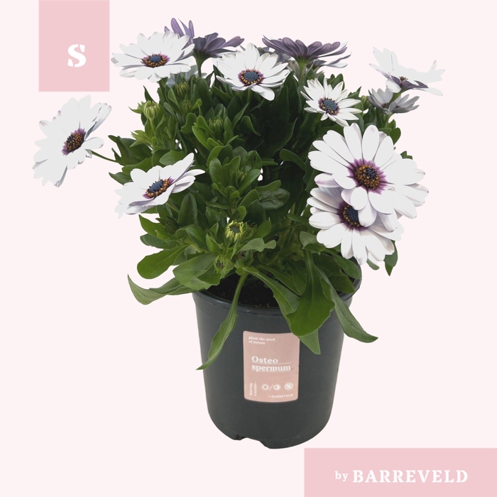 <h4>Osteospermum struik wit</h4>