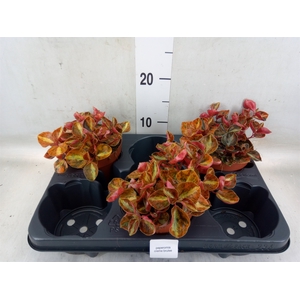Peperomia caperata   ...