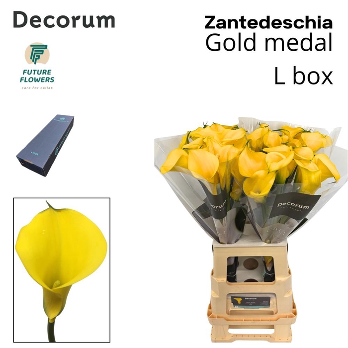 <h4>Zant Gold Medal Large Box 65 Cm</h4>
