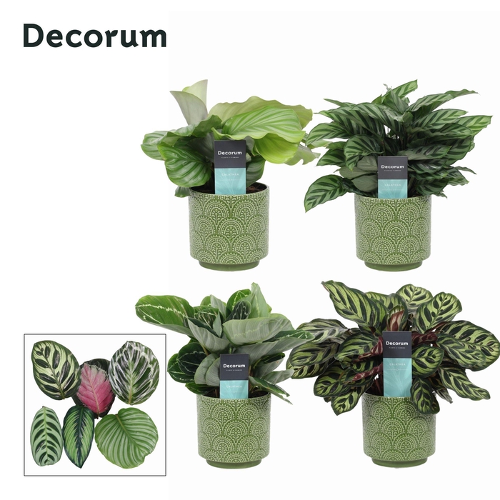 <h4>Calathea Mix in Ompot Juna (Decorum)</h4>