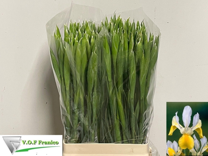 <h4>IRIS APOLLO</h4>