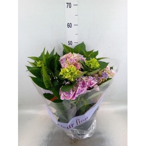 Hydrangea mac. 'Saxon Candy Heart'