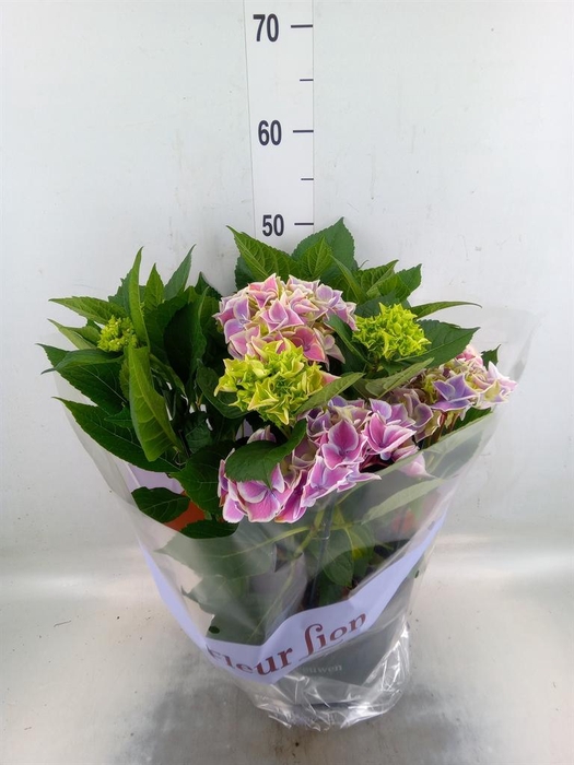 <h4>Hydrangea mac. 'Saxon Candy Heart'</h4>