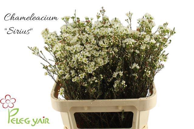 <h4>CHAME ME SIRIUS</h4>