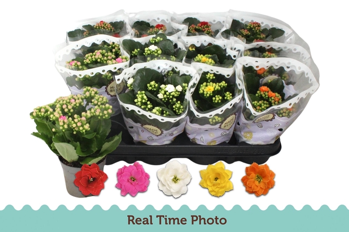 <h4>KAL GE GEM 5 KL</h4>