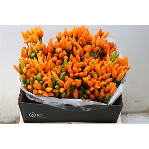 Capsicum Orange Fire