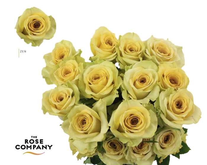 <h4>Rosa Ec Garden Zen</h4>