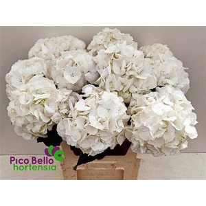 Hydr M Schneeball 80cm-21 [pico Bello]