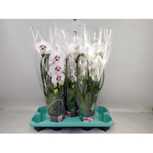 Phalaenopsis   ...