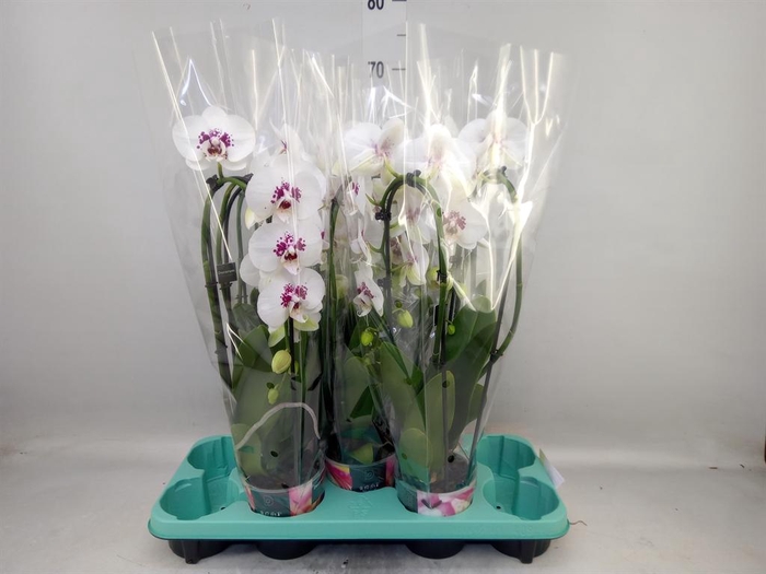 <h4>Phalaenopsis   ...</h4>
